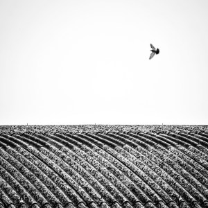 Eternit A - Alessandro Passerini