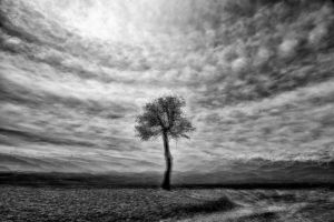 Claudio Dell'Osa - Tree